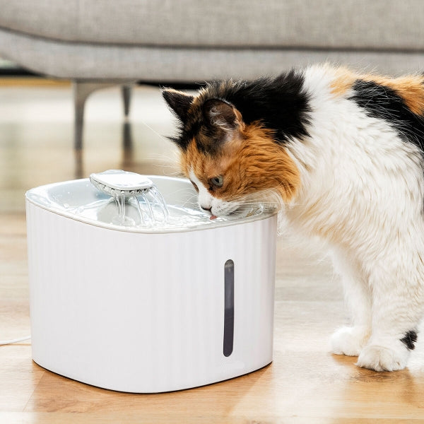 cat-water-fountain