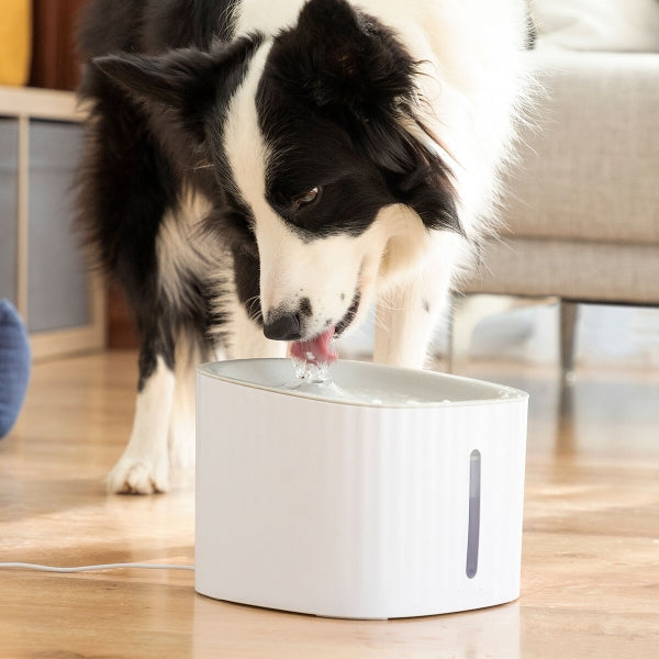 dog-water-fountain